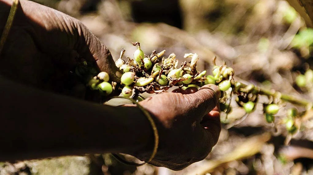 Whole Green Cardamoms