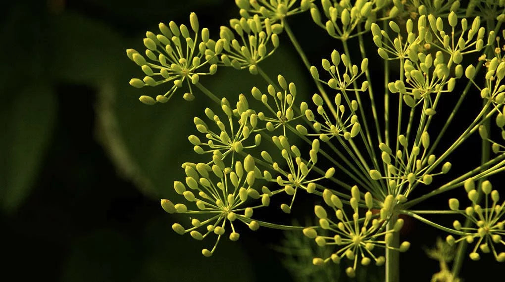 Whole Fennel Seeds (Saunf)