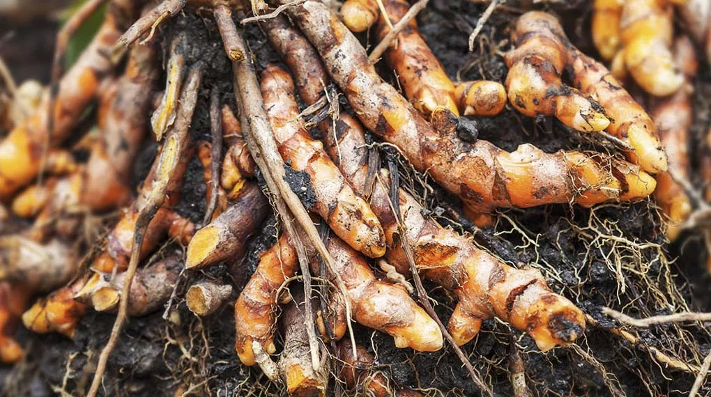 Ground Turmeric (Haldi)