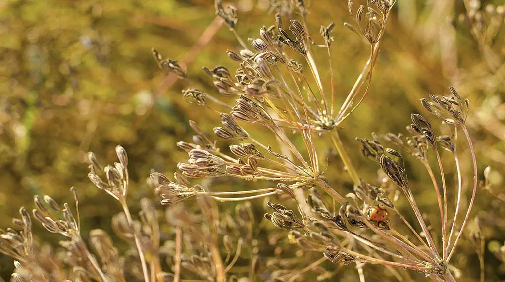 Ground Cumin (Jeera)