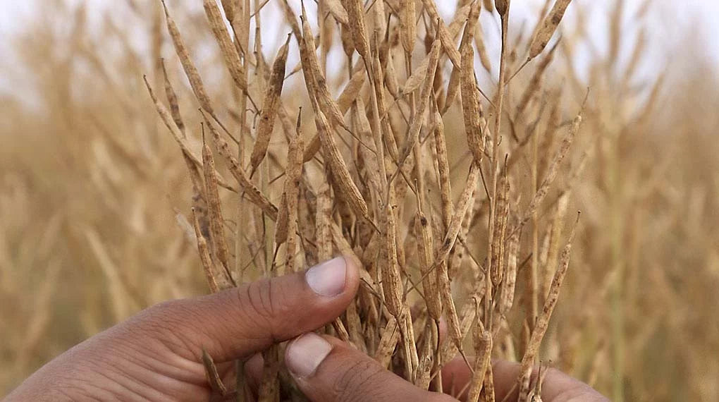 Whole Black Mustard Seeds