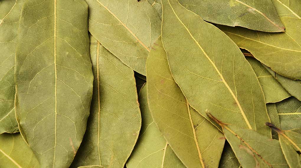 Bay Leaves