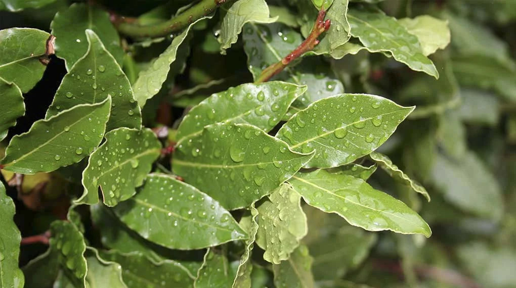 Bay Leaves